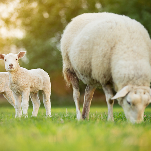 Calf, Lamb & Kids